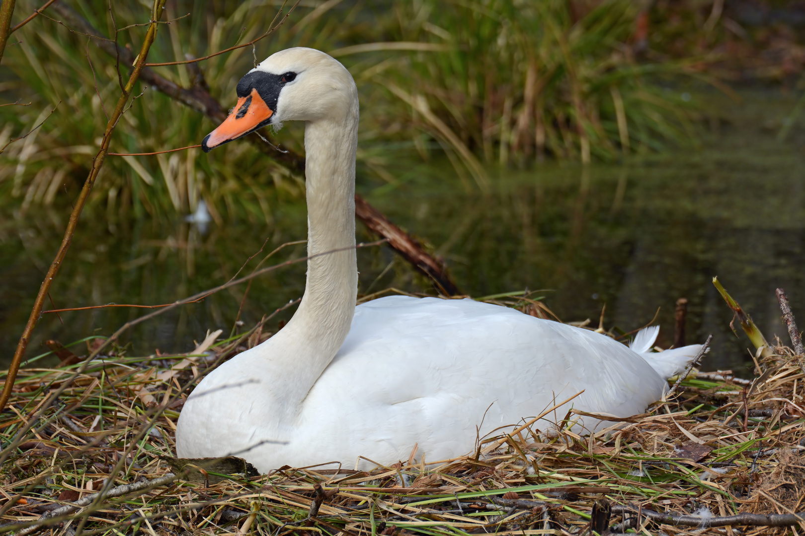 brütender Höckerschwan