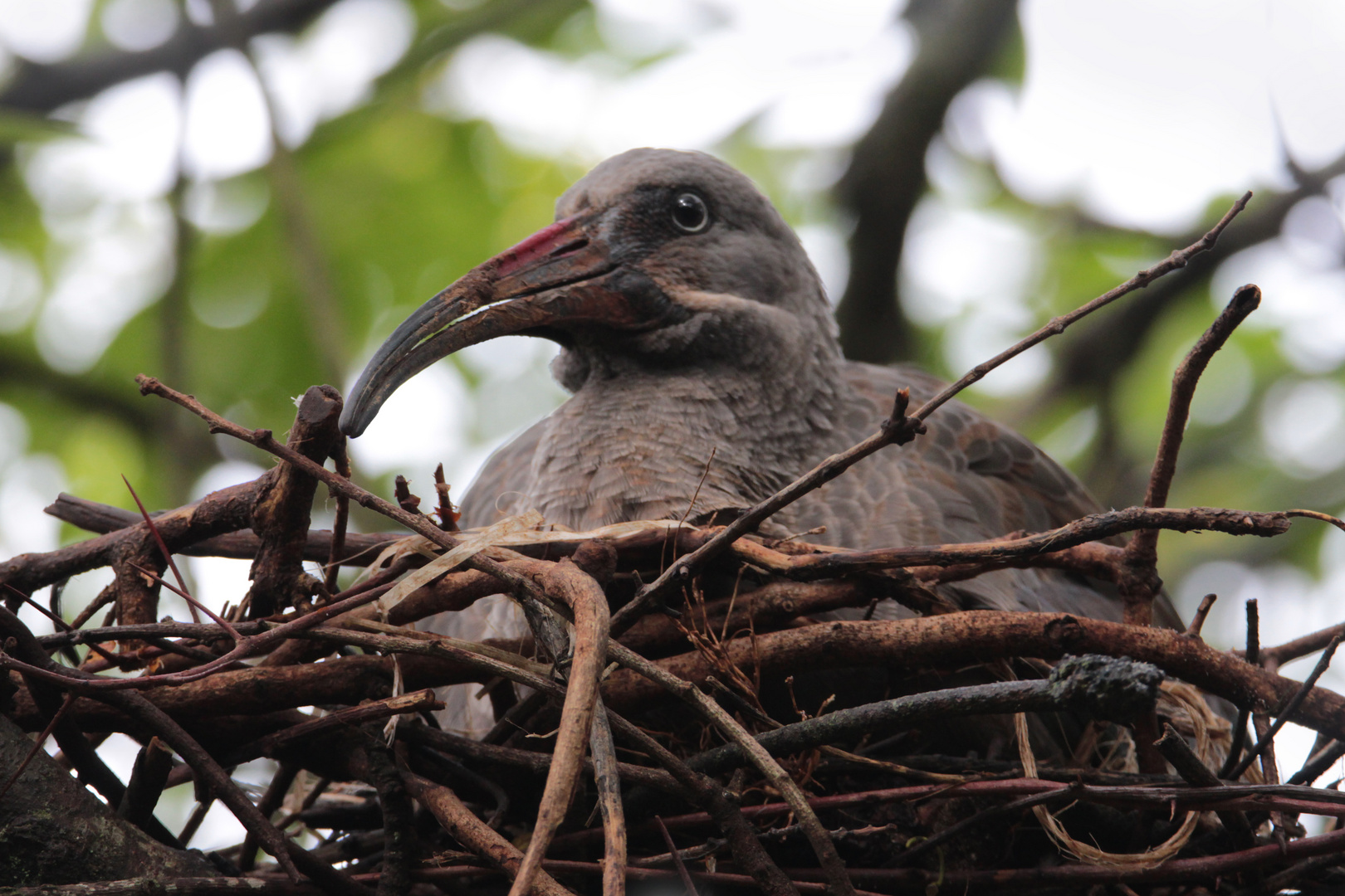 Brütender Ibis in Kenia (Nairobi)