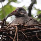 Brütender Ibis in Kenia (Nairobi)