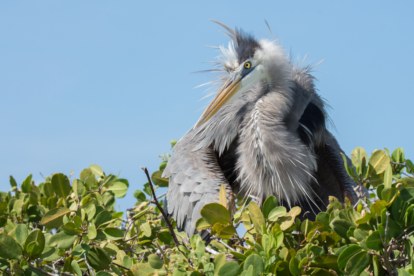 Brütender Kanadareiher (Ardea herodias), Isabela, Galápagos