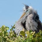 Brütender Kanadareiher (Ardea herodias), Isabela, Galápagos