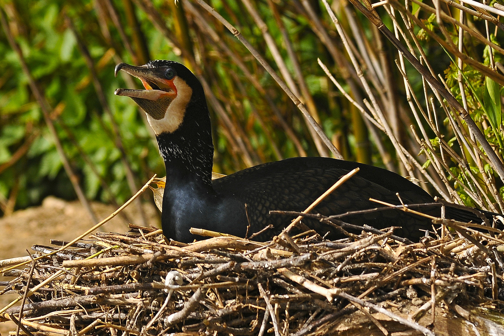 Brütender Kormoran