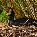 Brütender Kormoran