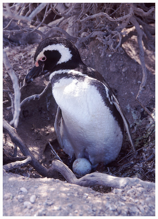 Brütender Pinguin