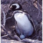 Brütender Pinguin
