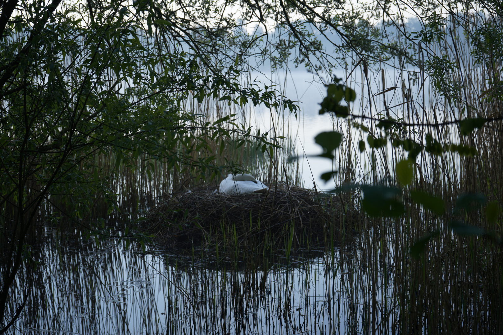 Brütender Schwan