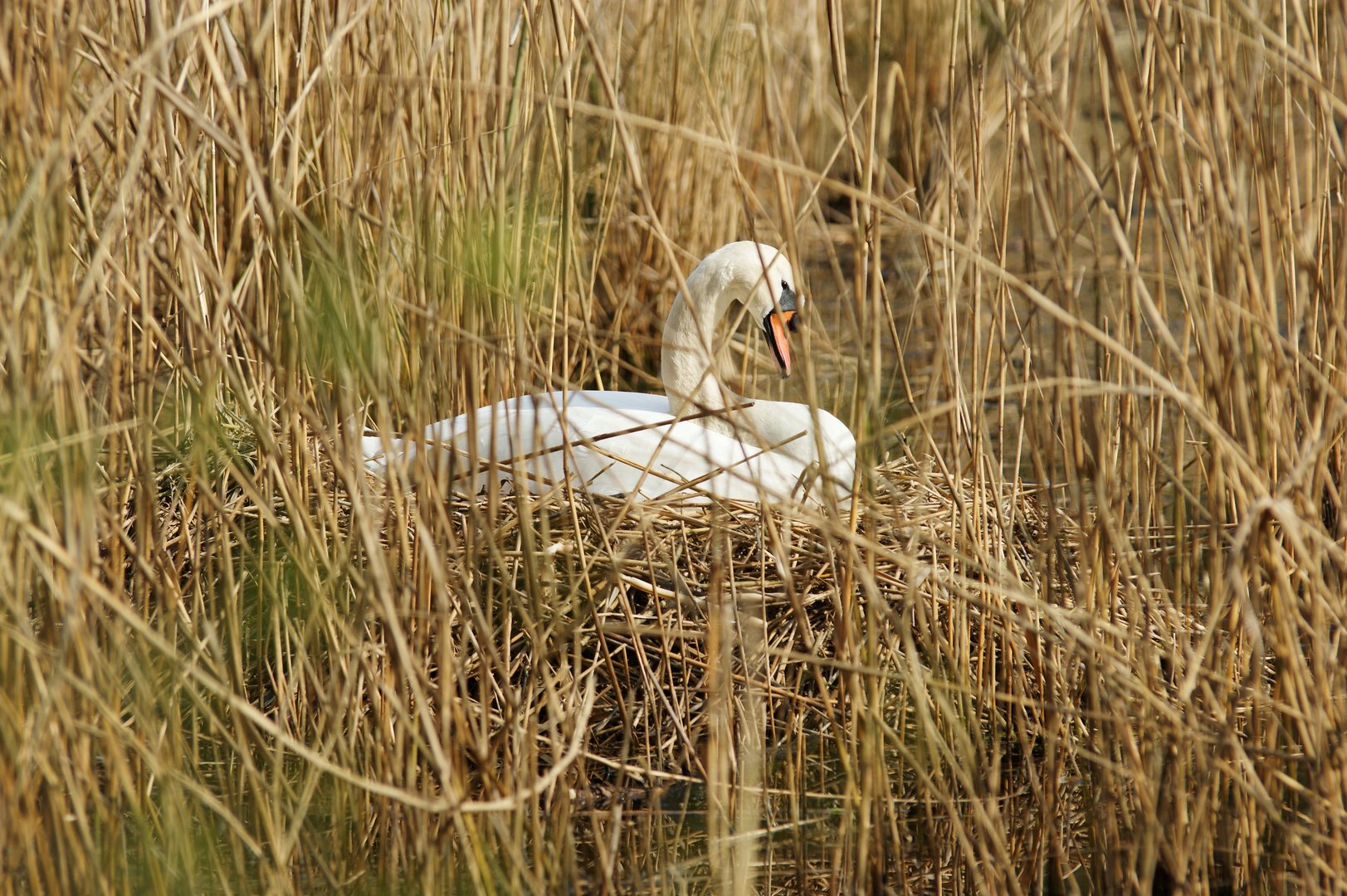 Brütender Schwan