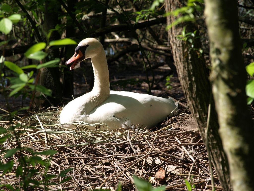 Brütender Schwan