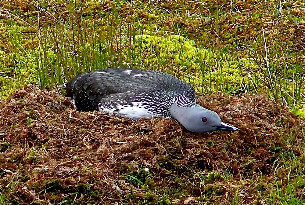 Brütender Sterntaucher