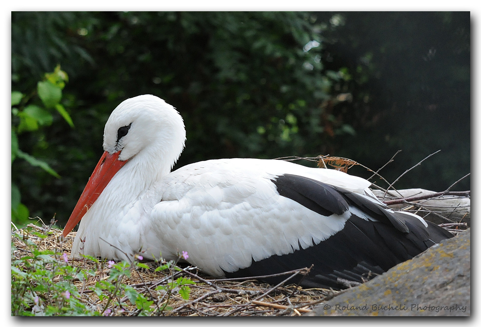 Brütender Storch