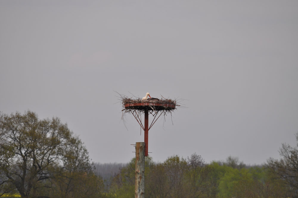 Brütender Storch in den Ahsewiesen.