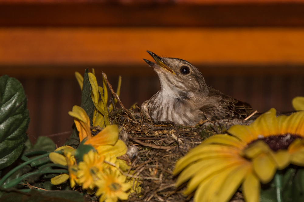 brütender Vogel (Grauschnäpper)