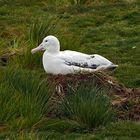 brütender Wanderalbatross