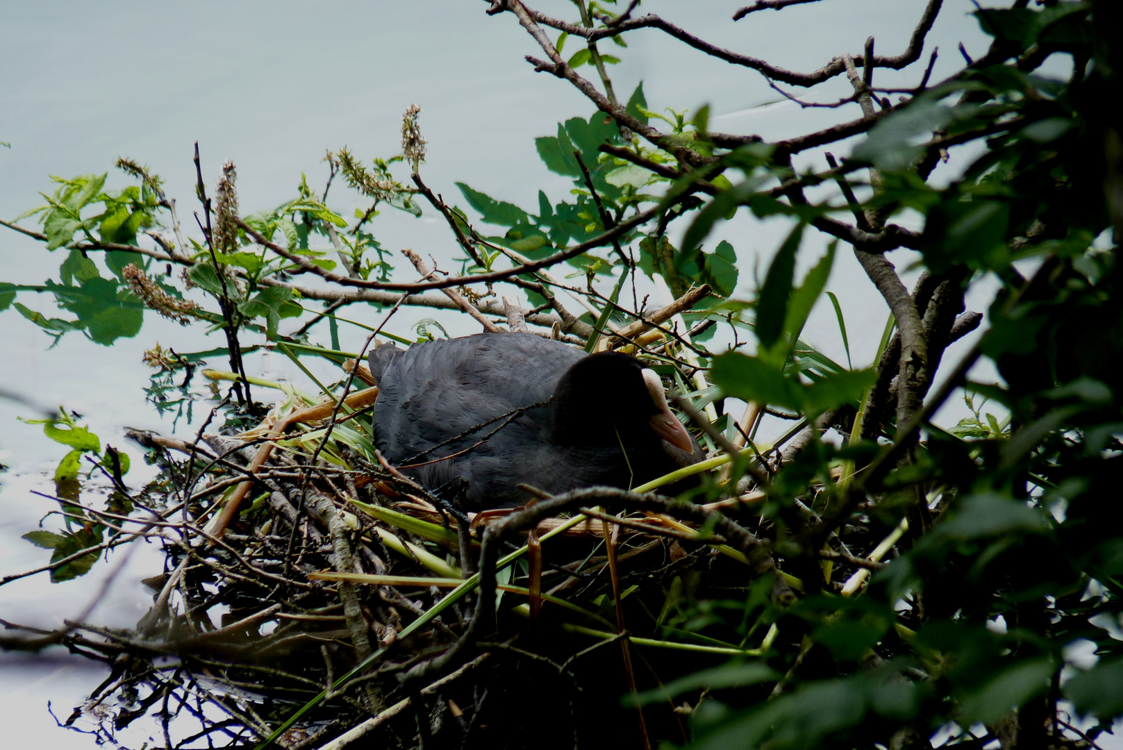 Brütender Wasservogel