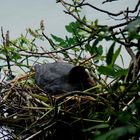 Brütender Wasservogel