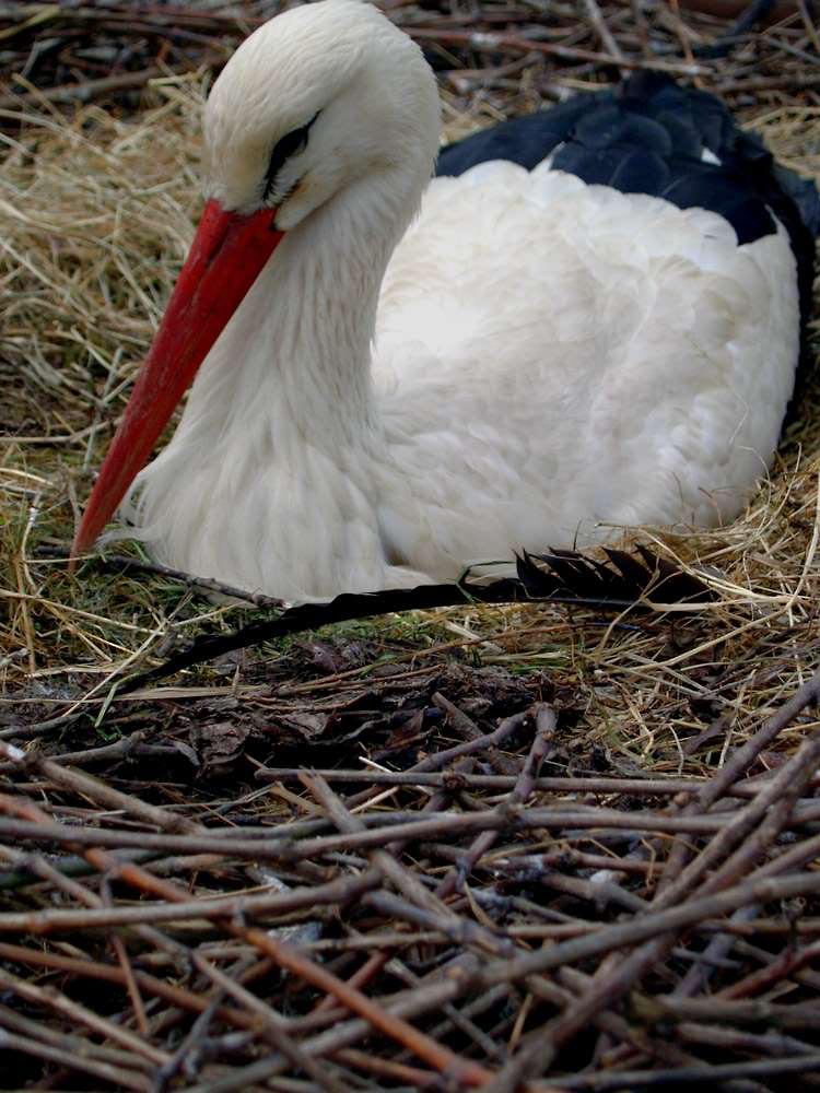 Brütender Weißstorch