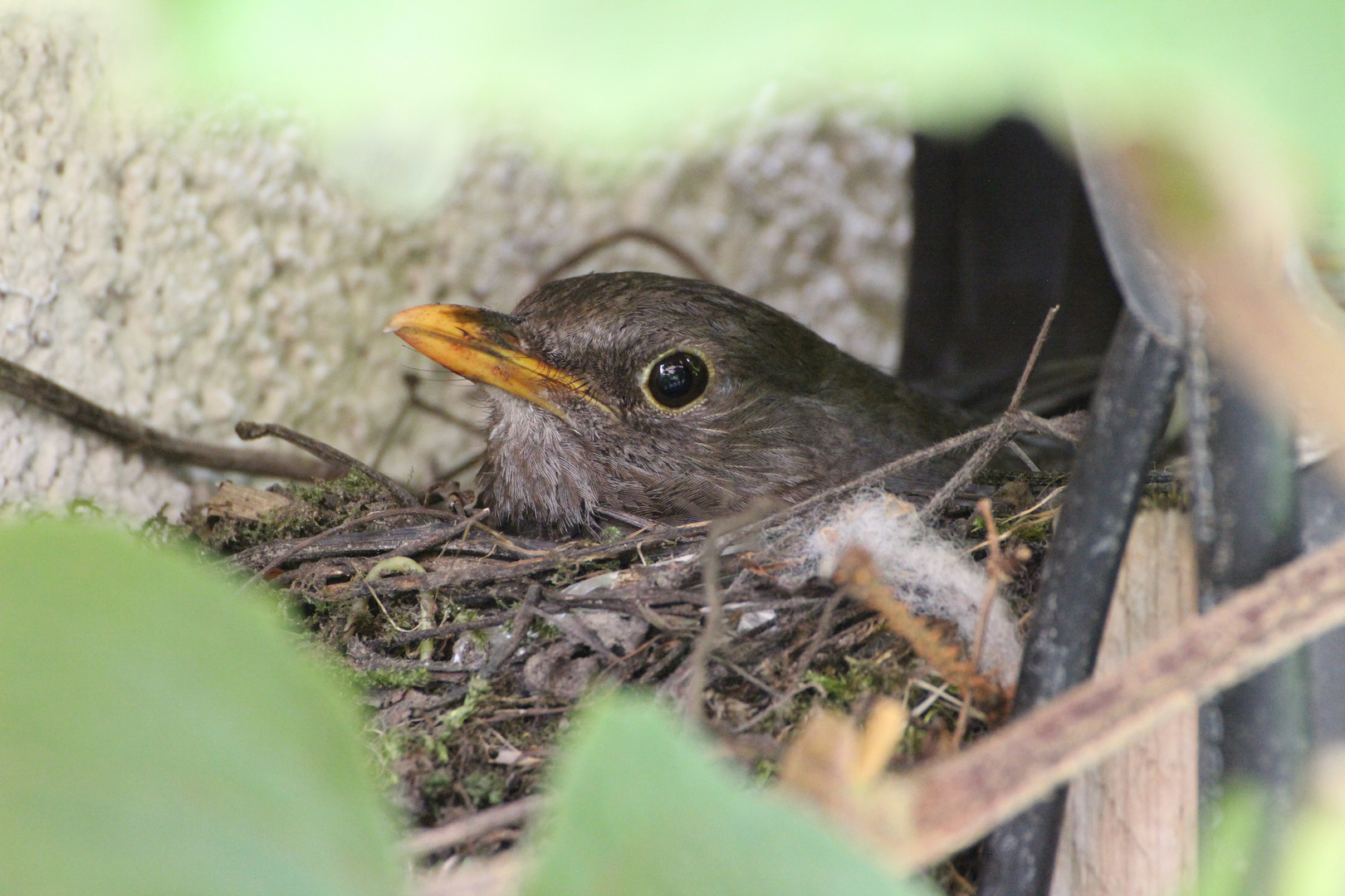 Brütendes Amselweibchen (2)