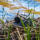 brütendes Blesshuhn direkt am Wegesrand