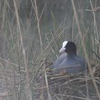 Brütendes Blesshuhn (Fulica atra) im morgentlichen Frühnebel