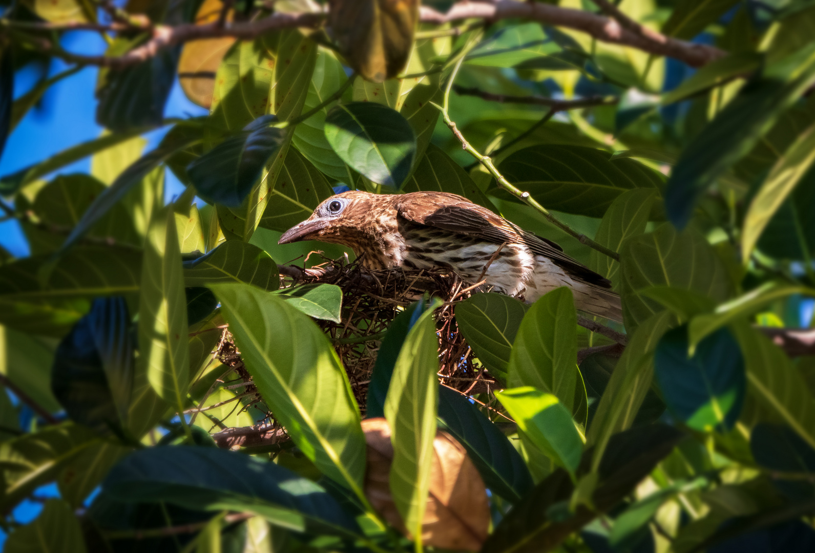 Brütendes Feigenpirol-Weibchen