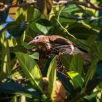 Brütendes Feigenpirol-Weibchen