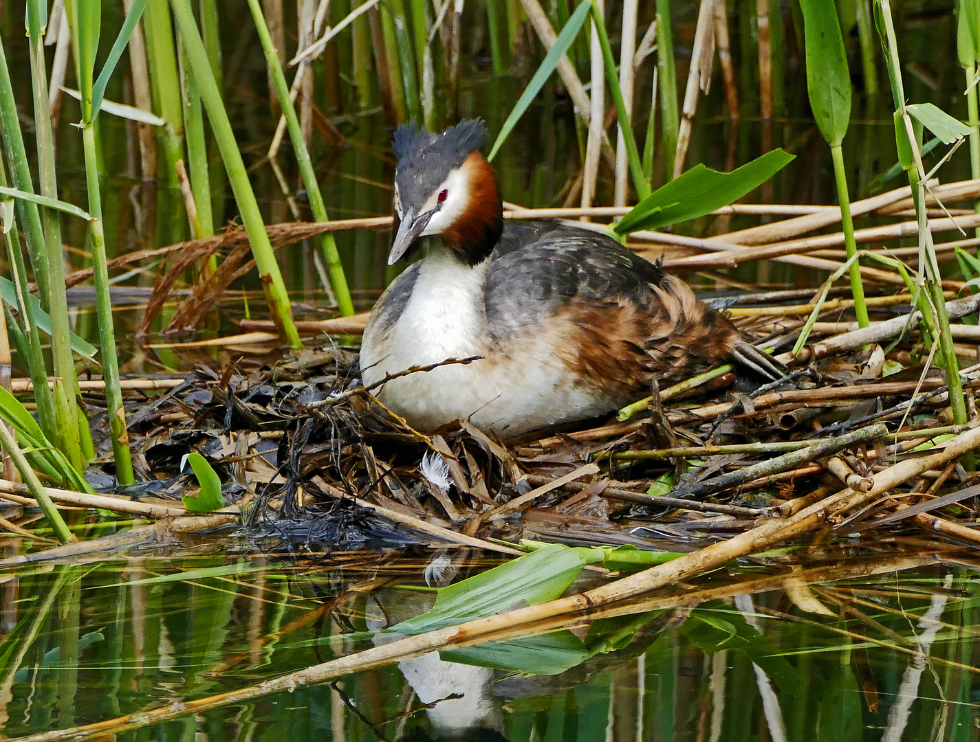 Brütendes Haubentaucher Mami