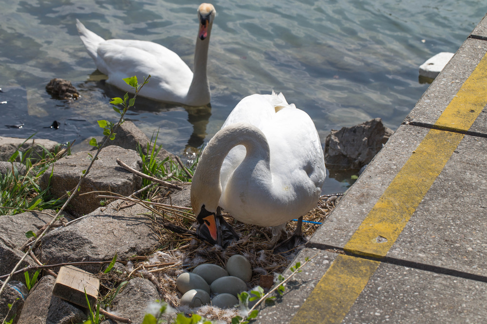 Brütendes Schwanenpaar, Neue Donau, Kaisermühlen, Wien, 22. Bezirk