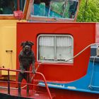 Bruges - La péniche passe, le chien aboie...