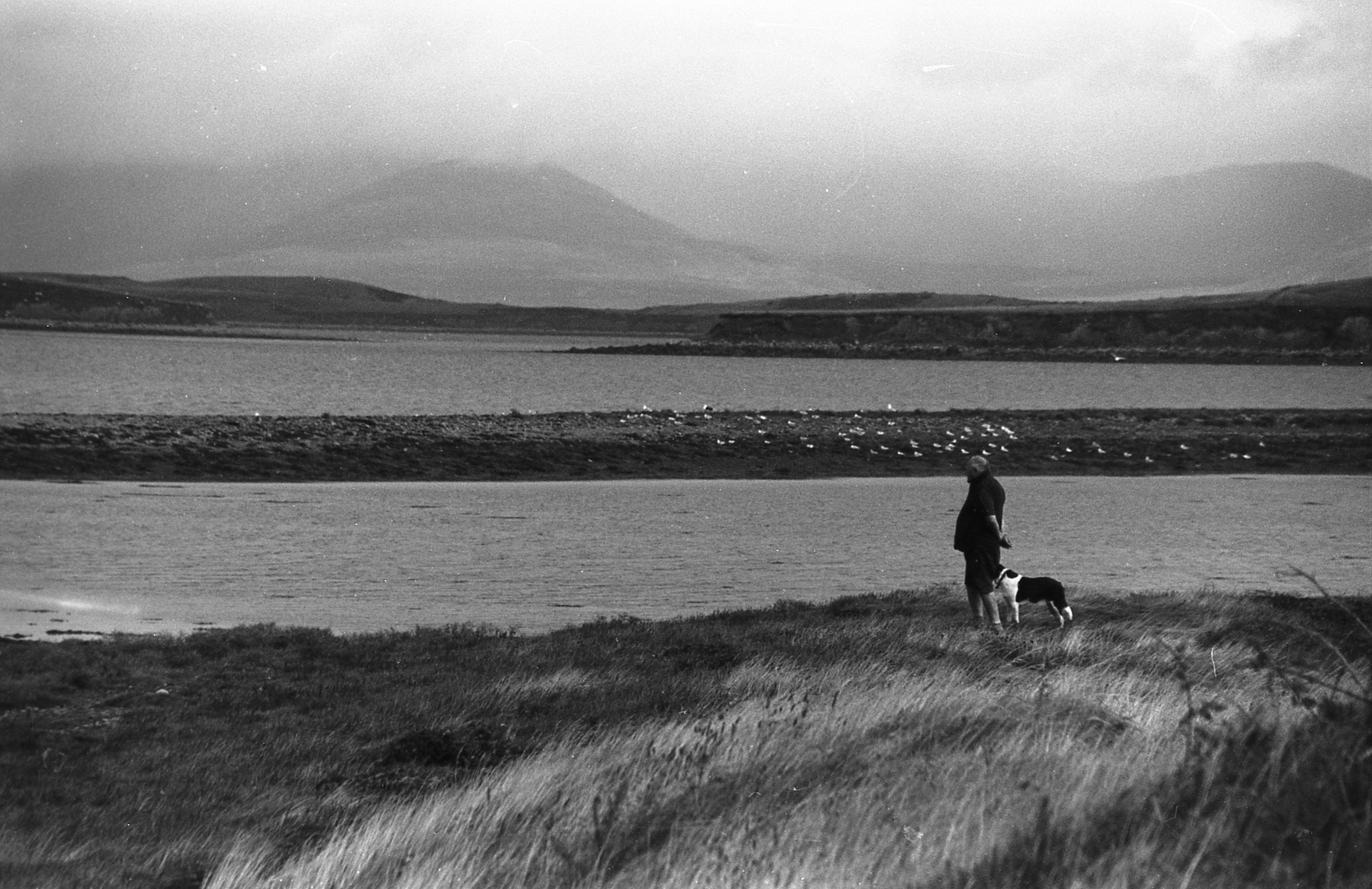 Brughiera nella Clew Bay