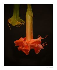 Brugmansia ...