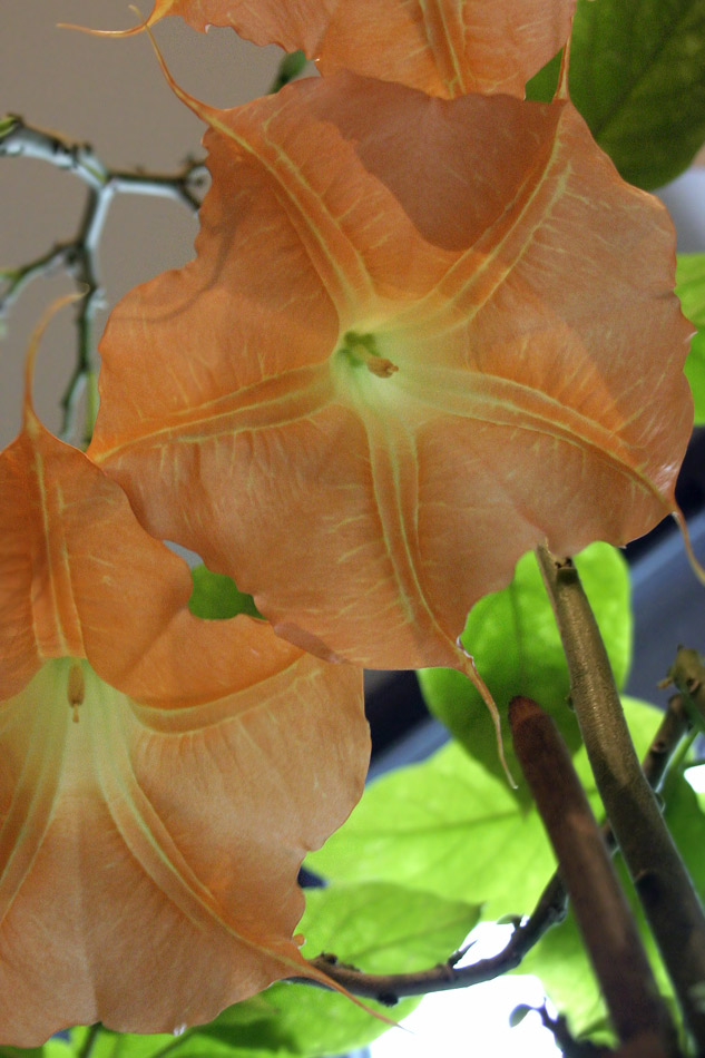 Brugmansia