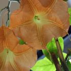 Brugmansia