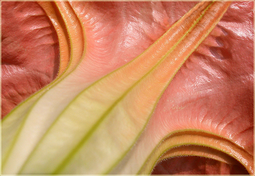 Brugmansia