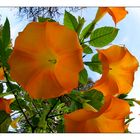 Brugmansia