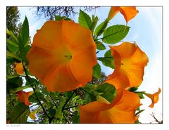 Brugmansia