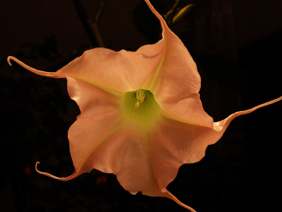 Brugmansia Aurea - Pink Kornett