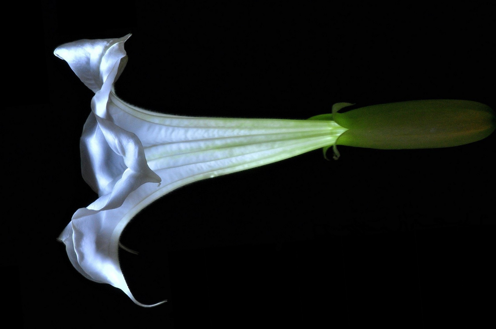 brugmansia blossom,illuminated