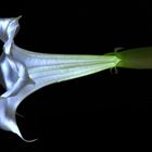 brugmansia blossom,illuminated