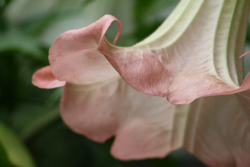 Brugmansia