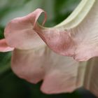 Brugmansia