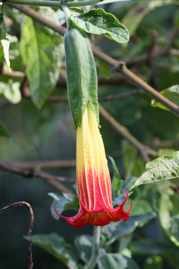 Brugmansia