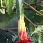 Brugmansia