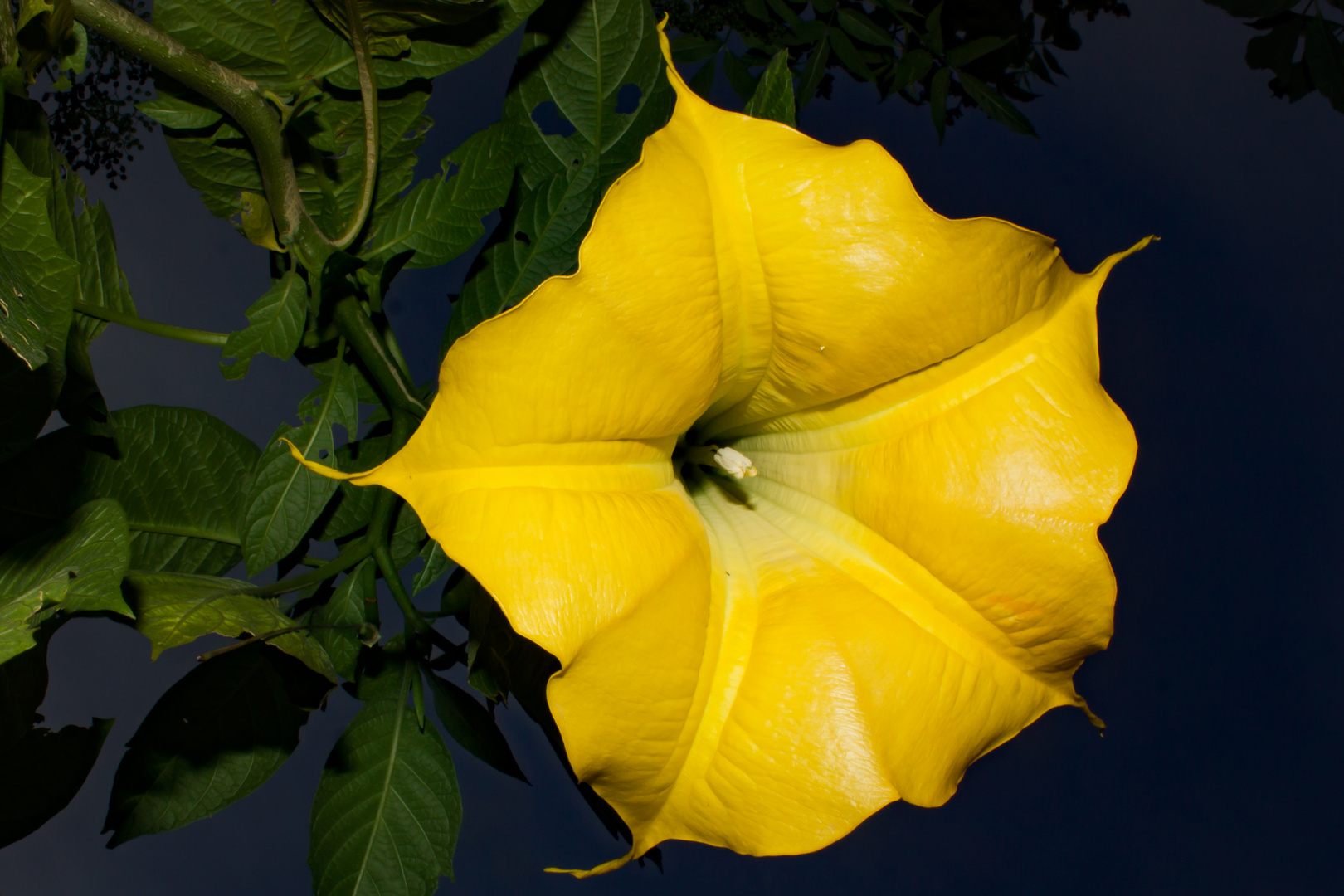 Brugmansia suaveolens