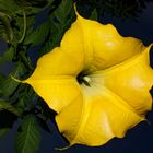 Brugmansia suaveolens