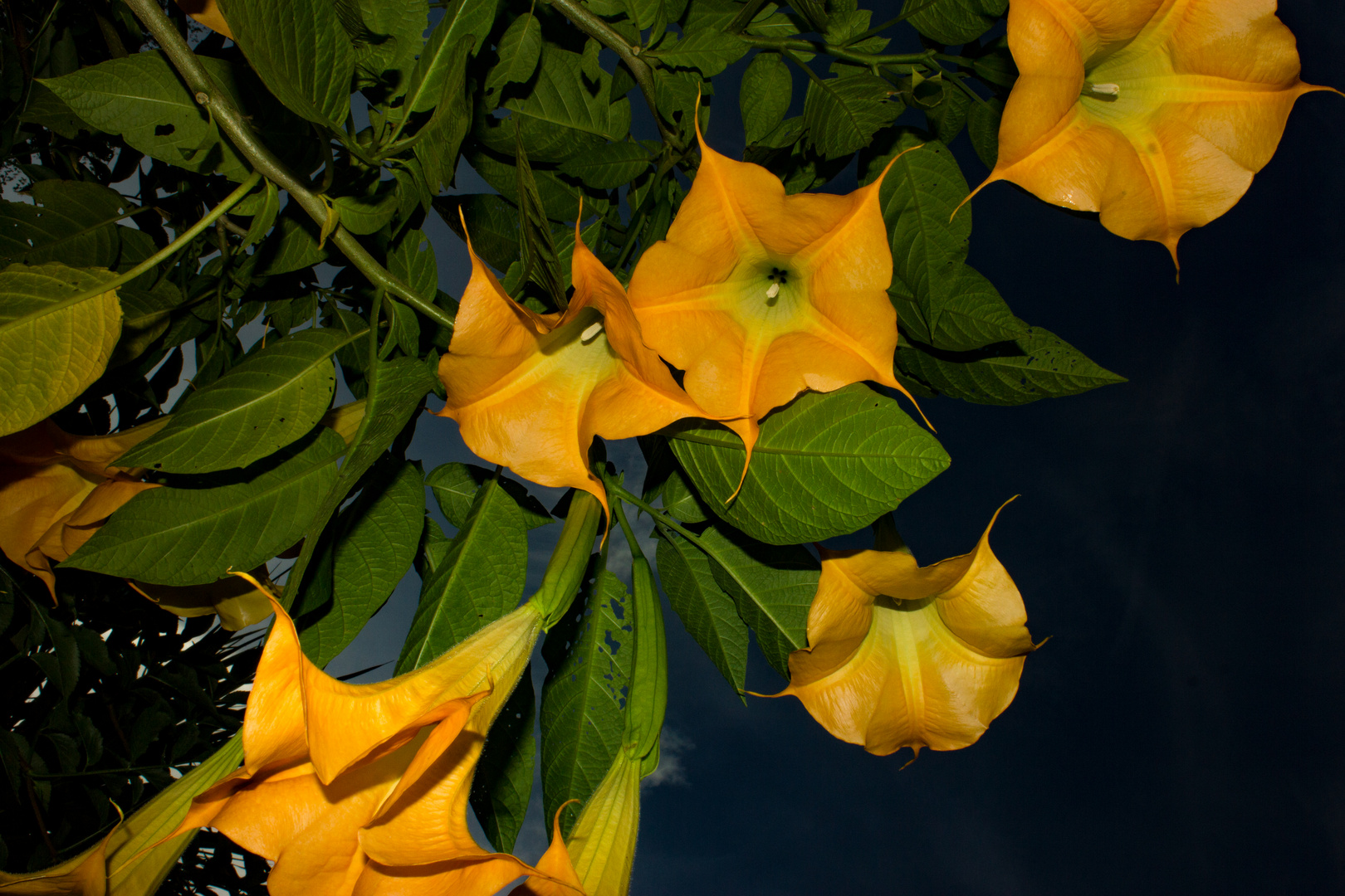 Brugmansia suaveolens