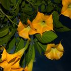 Brugmansia suaveolens