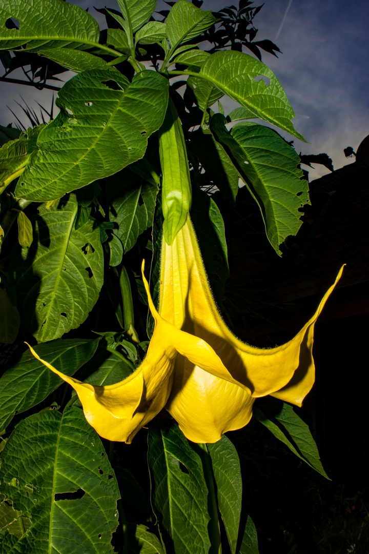 Brugmansia suaveolens