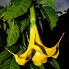 Brugmansia suaveolens