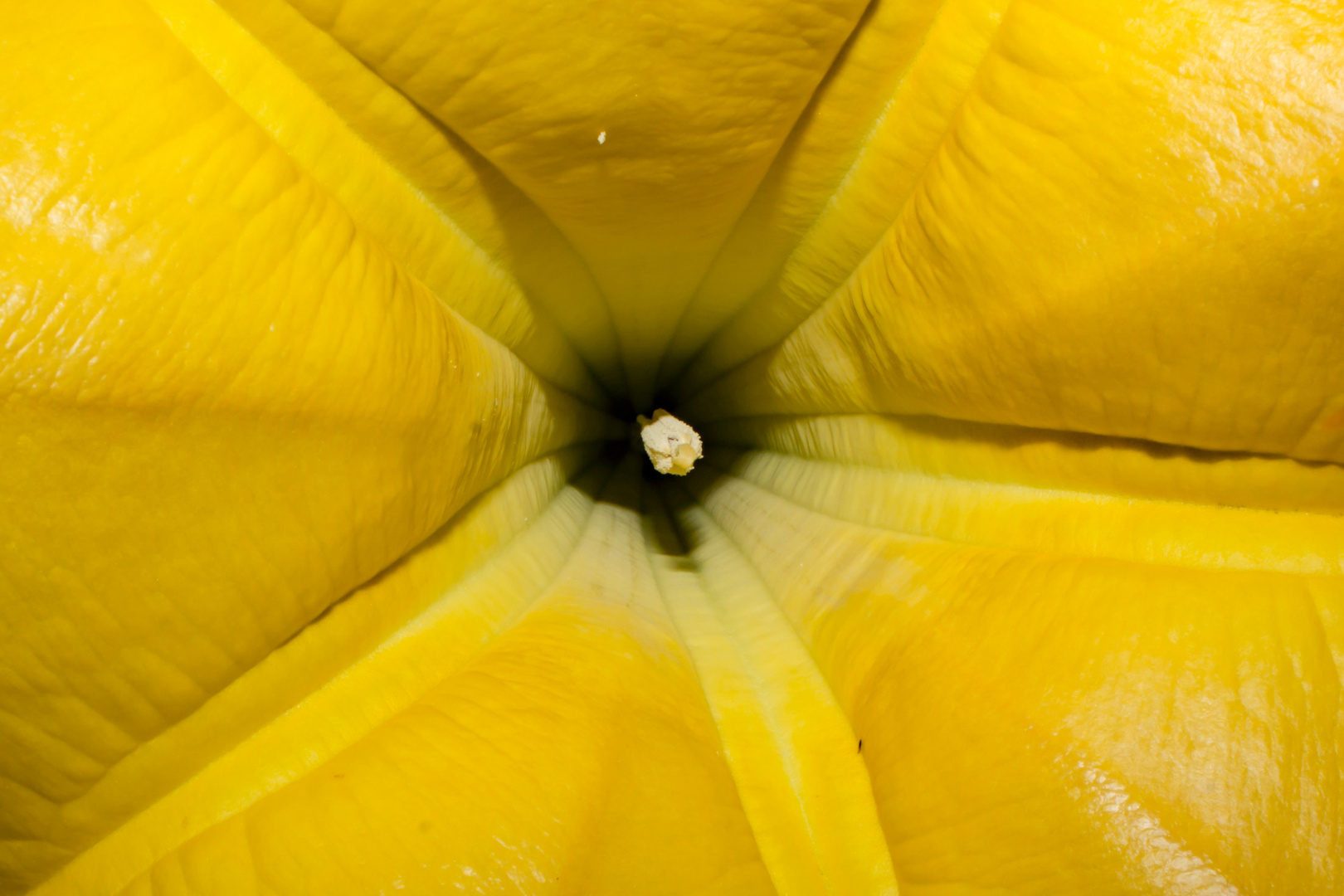 Brugmansia suaveolens