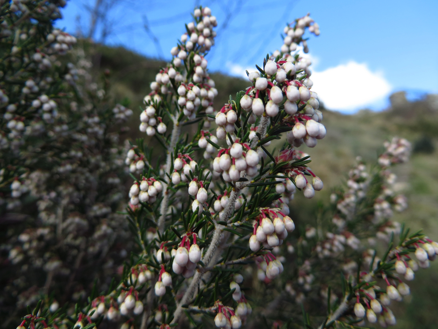 brugo foto immagini piante fiori e funghi elba natura foto su fotocommunity